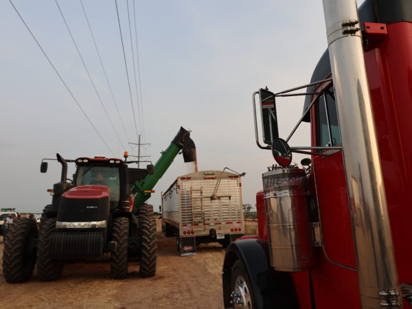 Unloading onto a truck on the first day of combining wheat by Burkburnett, Texas. 
