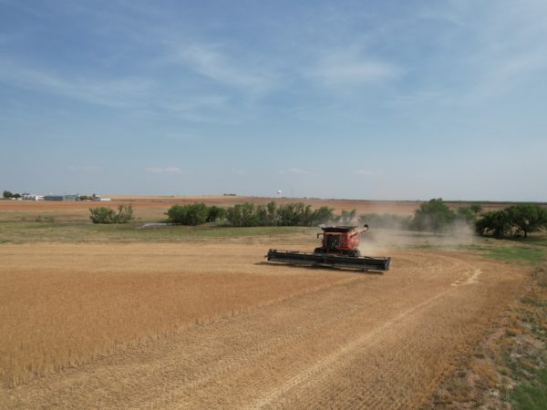 Combining wheat in Burkburnett, Texas. Photo by Paul Paplow. 