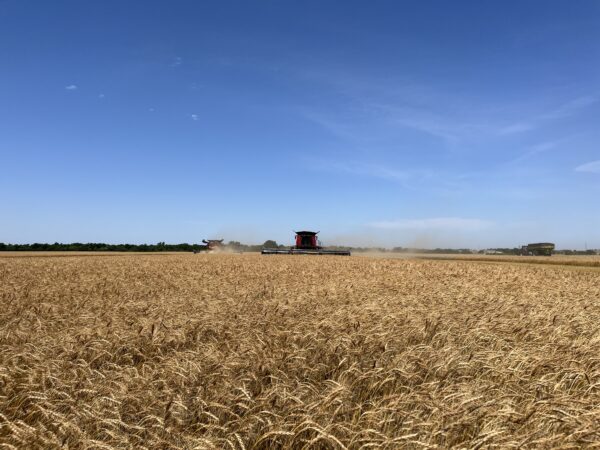 Wheat averaging 40-45 bushels per acre by Kingfisher, Oklahoma.