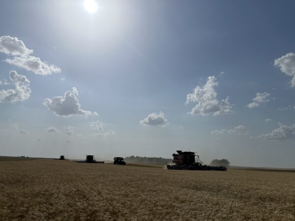 Four combines moving through a field by Pratt, Kansas yielding around 40 bushels per acre. 