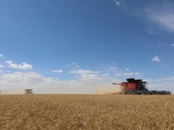 Combining by Carter, Montana where wheat in the field yielded around 30 to 40 bushels per acre. 