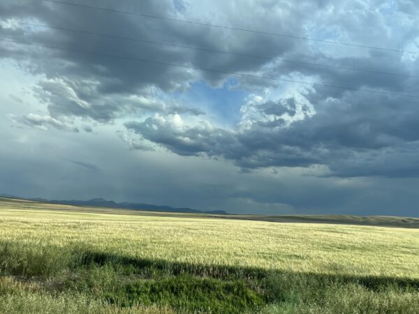 A quick snap I took of the wheat around Fort Benton as we were coming into town. 