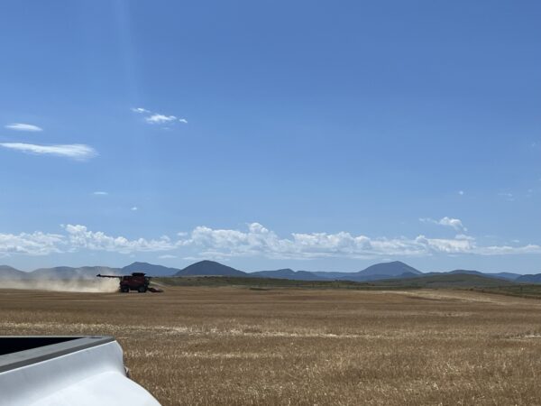 Look at that scenery. Southeast of Fort Benton, Montana where wind rows were averaging close to 100 bushels per acre. 