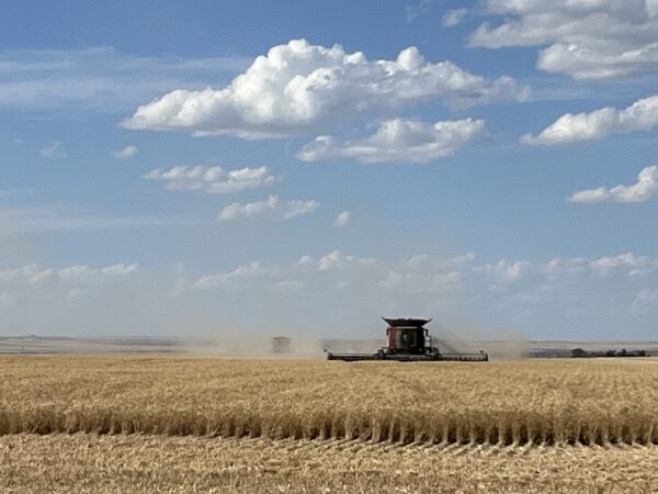 Gary combining 80 bushel wheat by Waltham, Montana. 