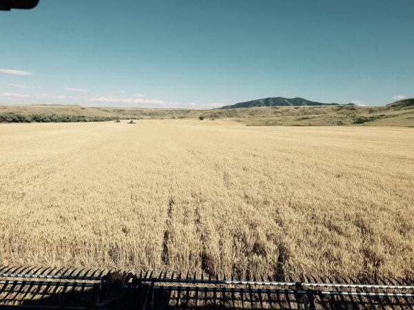 Paul's view from his combine. Down in this field it takes a while for the trucks to reach.