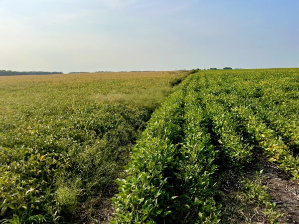 A comparison of fields where Paul sprayed Gramoxone. This is one day after being sprayed, and it's not very easy to see, but the field to the left was sprayed and you can already see the plants dying. 