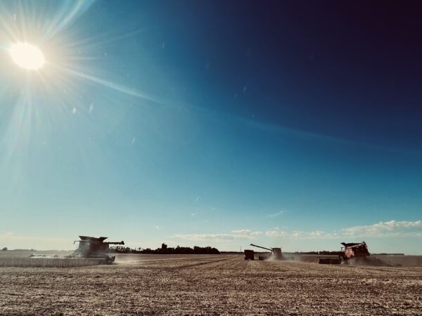 Three combines in beans by Hartley, Iowa. 