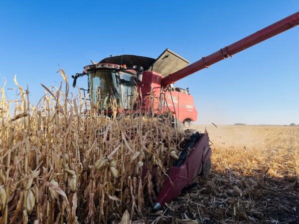 Picking 220 bushel corn by Hartley, Iowa. 