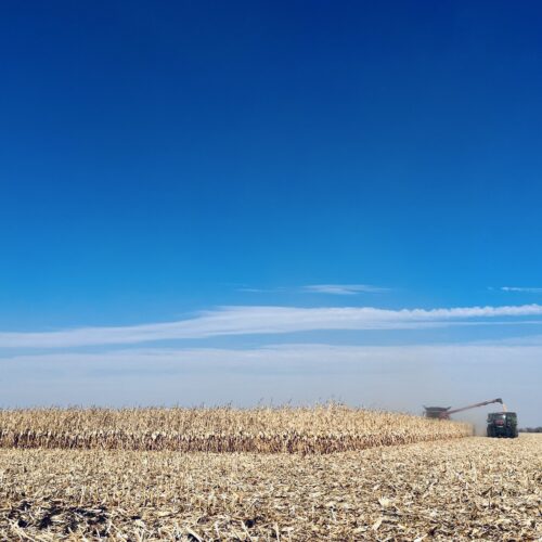Finishing corn by Round Lake, Minnesota. This corn was averaging 220 bushels per acre.